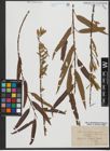 Foto von Salix triandra L. x Salix viminalis L.